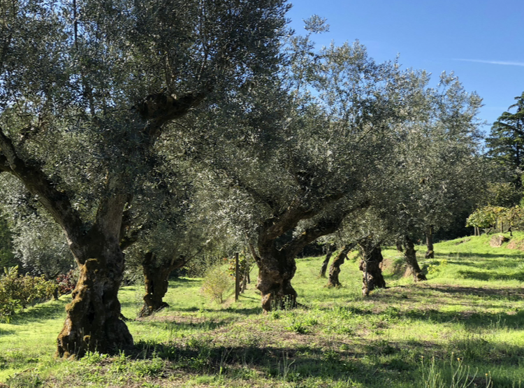 Eigene Olivenbäume in Portugal
